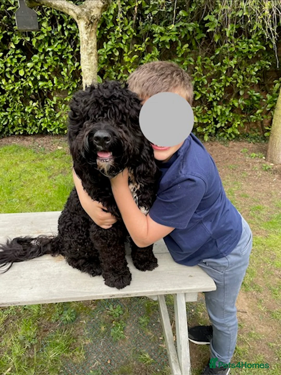 Mixed Breed dogs for stud: Wanted! Suitable bitch for mating with my Sproodle in Ware - Advert 10