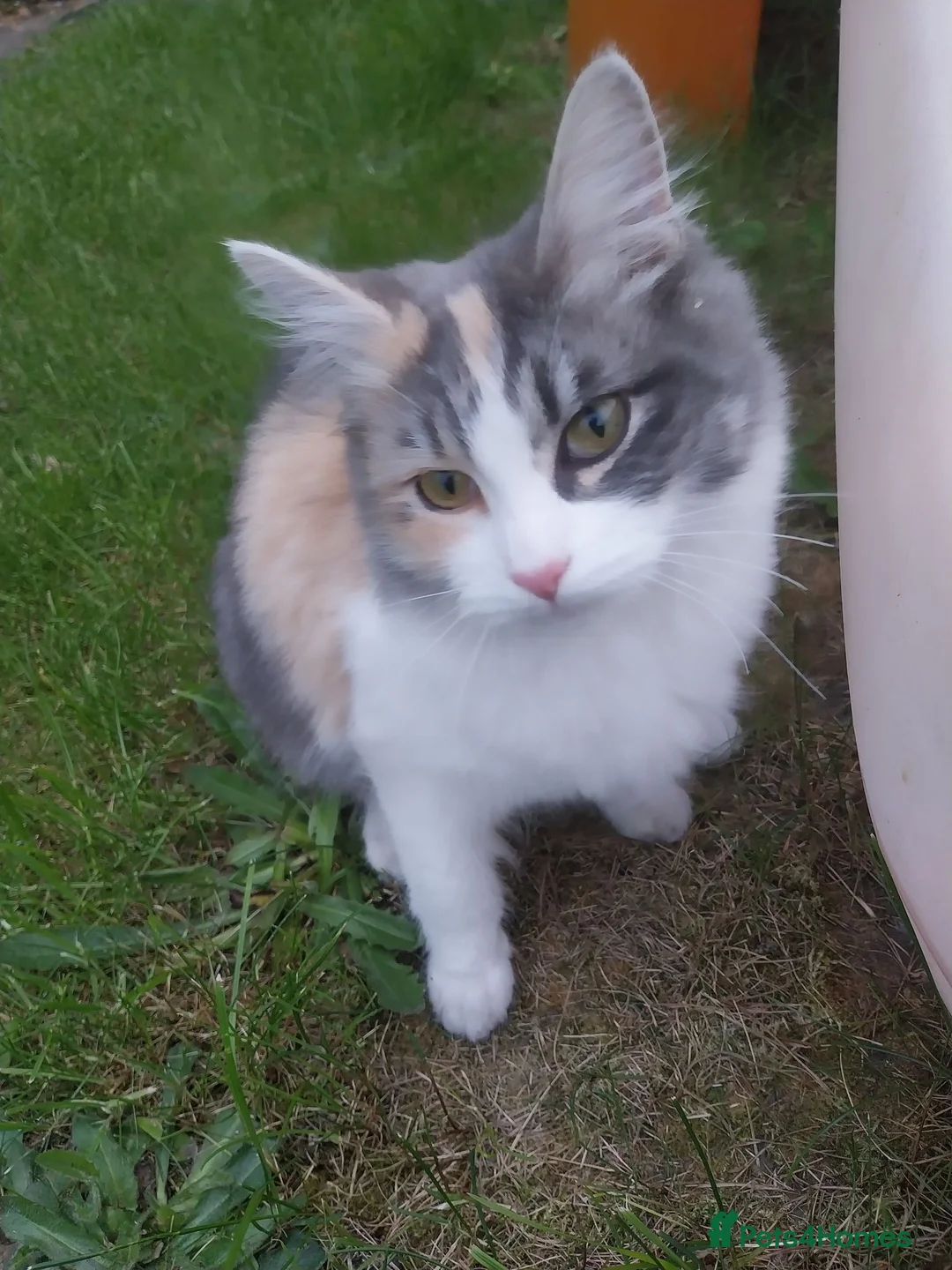 Mixed Breed cats for sale: Beautiful kitten looking for home! - Advert 2