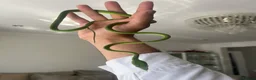 Snake reptiles for sale: Asian Vine Snake - the most beautiful snake! - Advert 9