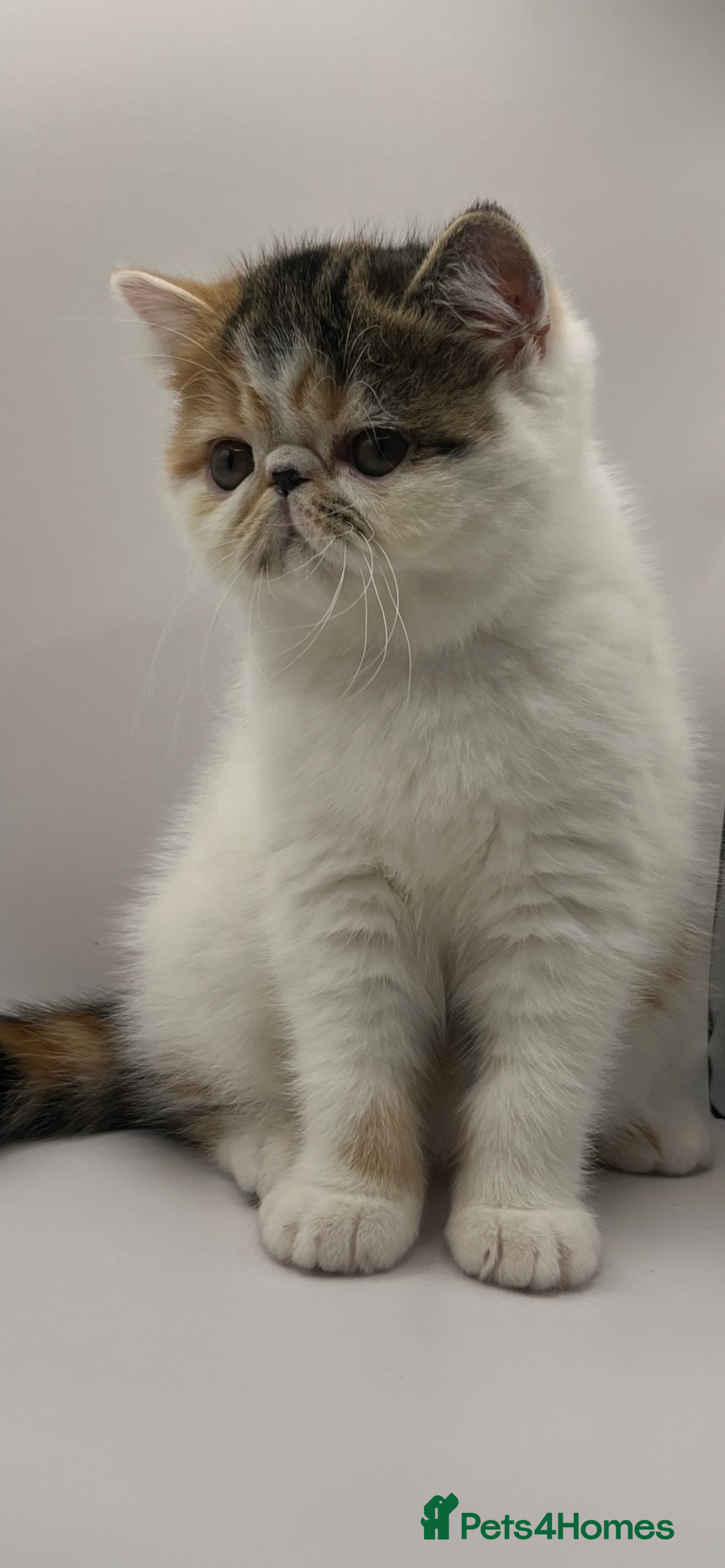 Persian cats Beautiful exotic CFA registered kittens - Advert 5