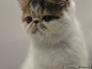 Persian cats Beautiful exotic CFA registered kittens - Advert 6