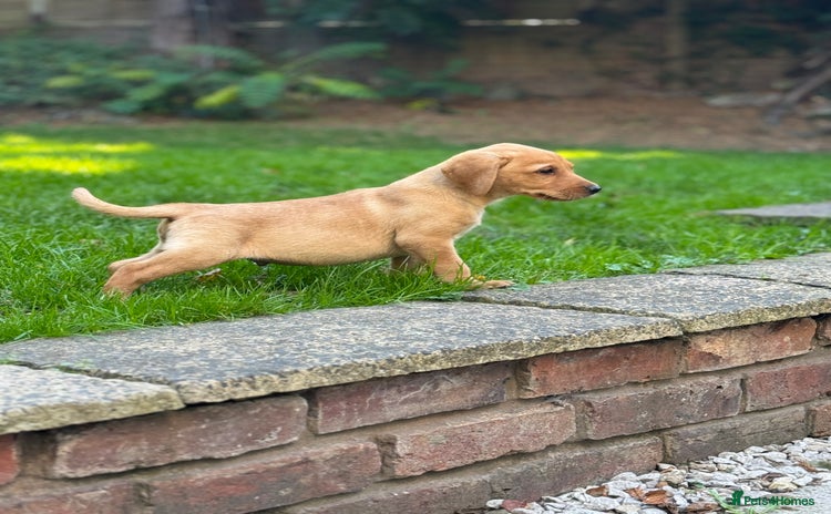 Labrador Retriever dogs - Advert 2
