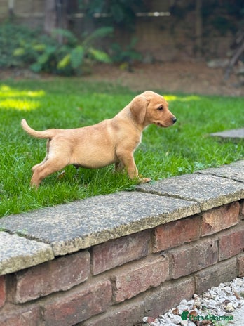 Labrador Retriever dogs - Advert 1