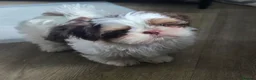 Shih Tzu dogs for stud: Stunning Lavender Dobie Shih Tzu - Advert 7