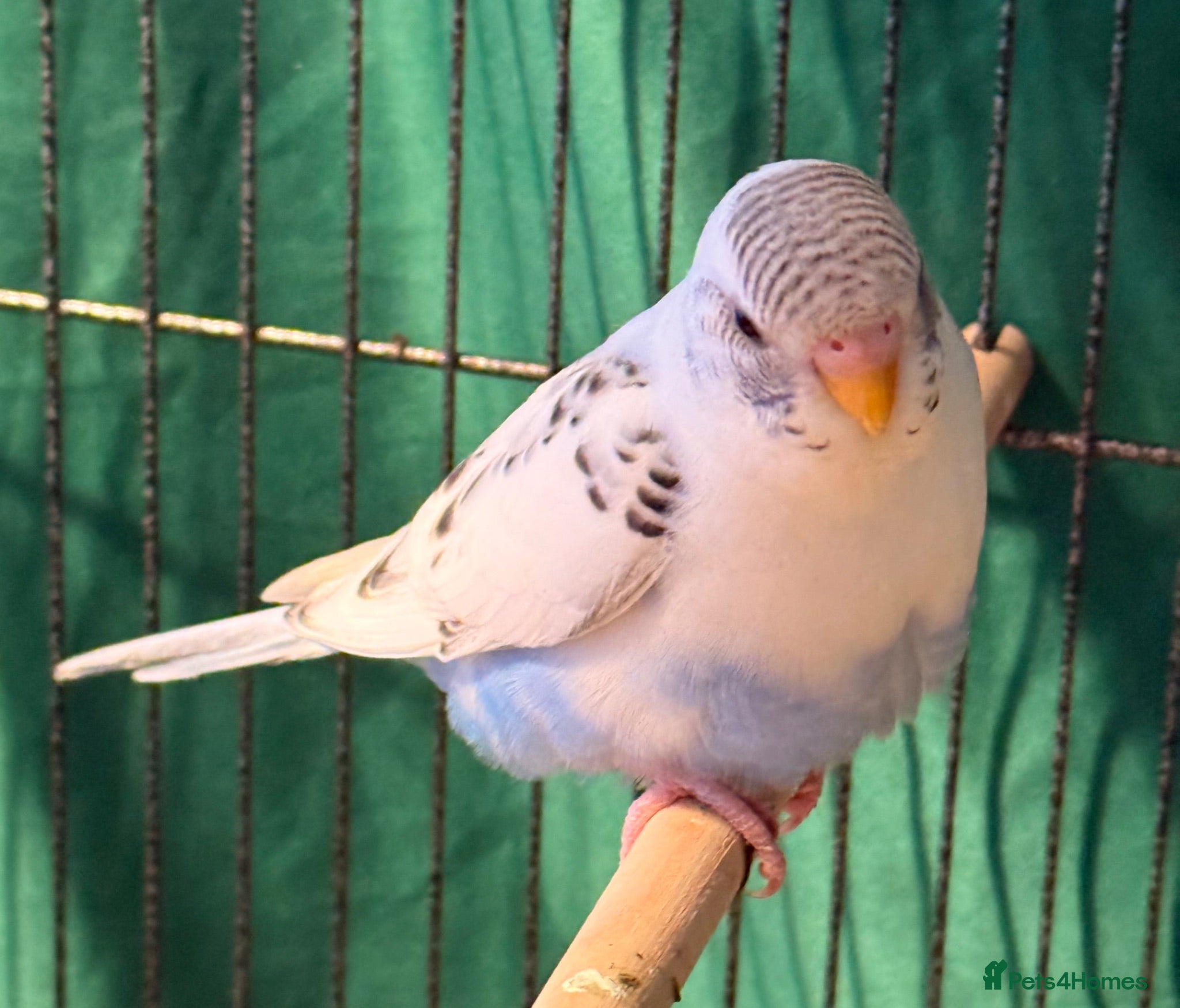 Budgerigars birds Pair  9 week old baby budgies   - Advert 1