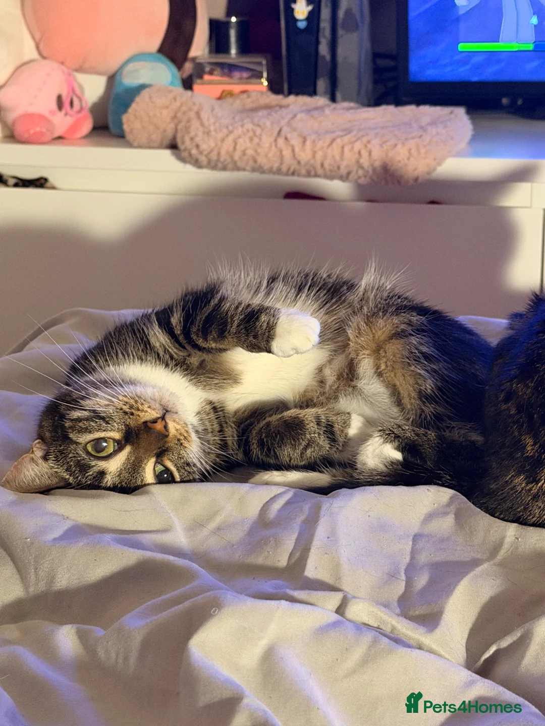 Mixed Breed cats for sale: 2 year old for sale in Cleckheaton - Advert 6