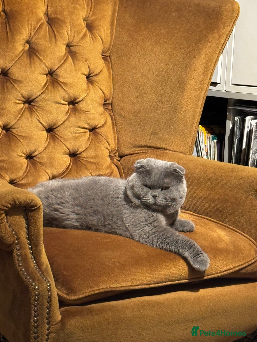 Scottish Fold cats for sale: Beautiful 1.5 Year Old Male Scottish Fold - Advert 2