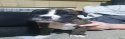 Boxer dogs for sale: Beautiful Boxer Puppies - Advert 4