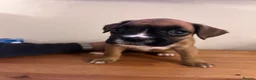 Boxer dogs for sale: READY NOW- Stunning boxer puppies - Advert 8