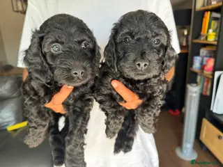 Cockapoo dogs 5 Gorgeous Cockapoo Puppies - Ready Now - Advert 16