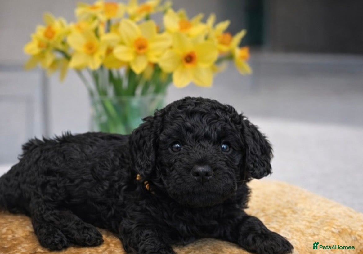 Cockapoo dogs Only 2 Left! Stunning Cockapoo Boys Ready May  - Advert 1
