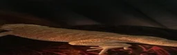 Bearded Dragon reptiles for sale: 9 month old bearded dragon for sale. - Advert 3