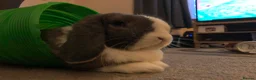 Mini Lop rabbits for sale: 2x bonded mini lop rabbits  - Advert 5