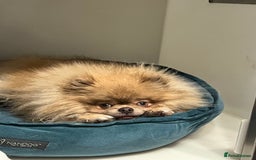 Pomeranian dogs for sale: Teddybear cuddly Retired spayed 1-2 years old  - Image 1