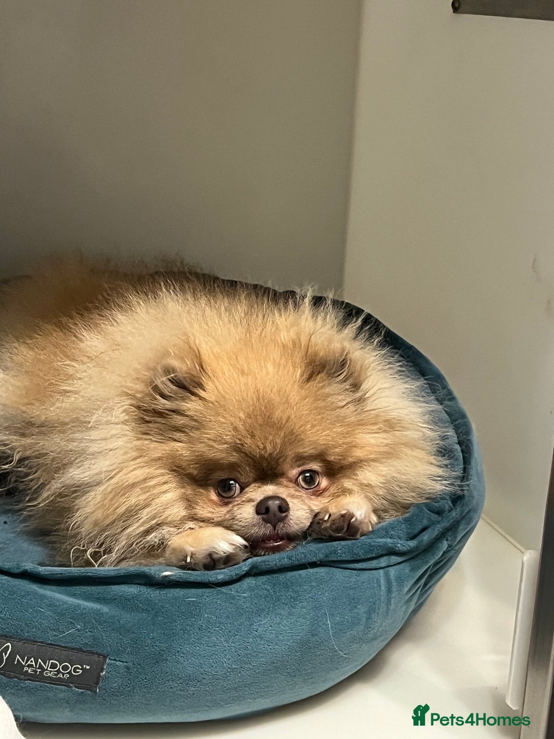 Pomeranian dogs for sale: Teddybear cuddly Retired spayed 1-2 years old  - Image 1