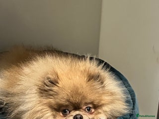 Pomeranian dogs - Advert 10