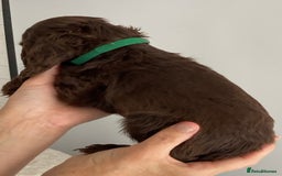 Cocker Spaniel dogs for sale: Beautiful Cocker Spaniel Puppies - Image 12
