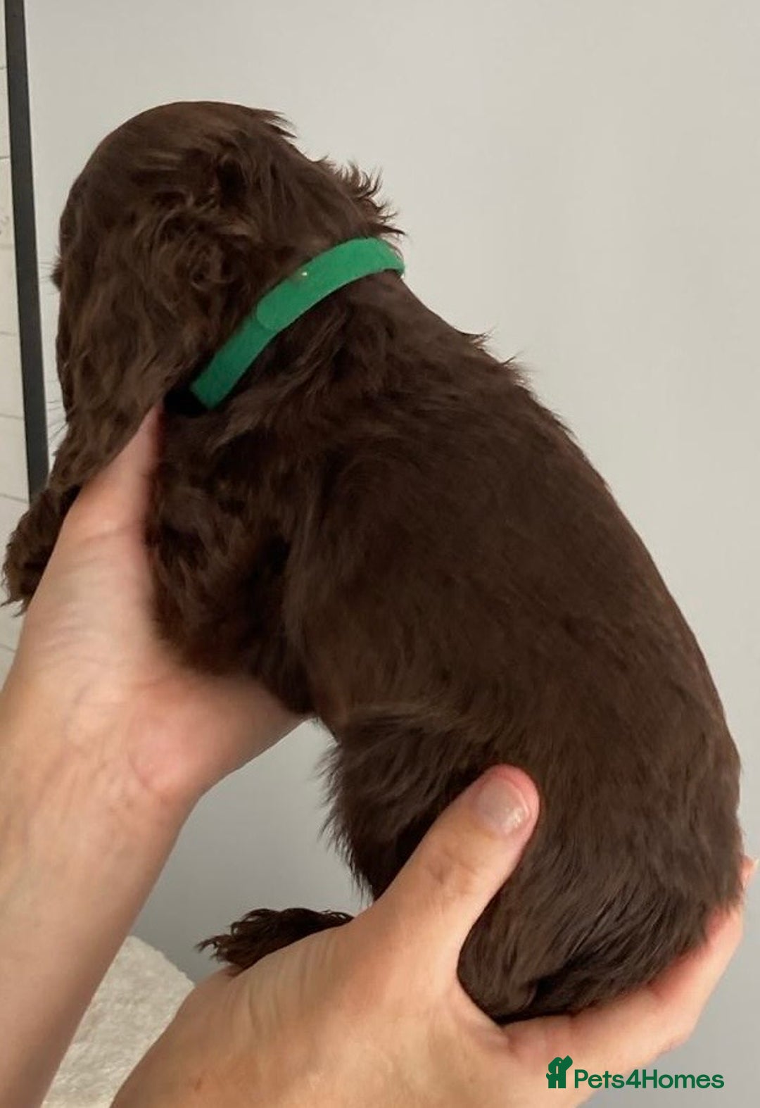Cocker Spaniel dogs for sale: Beautiful Cocker Spaniel Puppies - Image 12