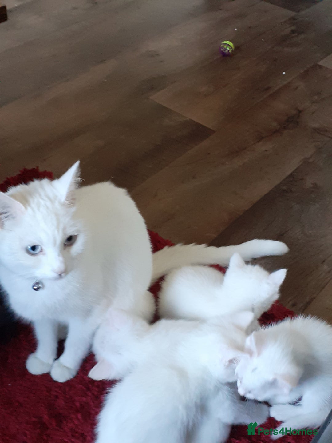 Khao Manee cats for sale: Khao manee  - Advert 1