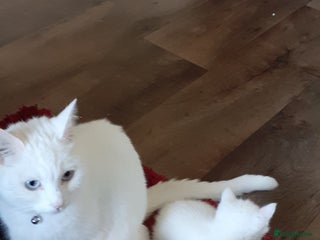 Khao Manee cats Khao manee - Advert 13