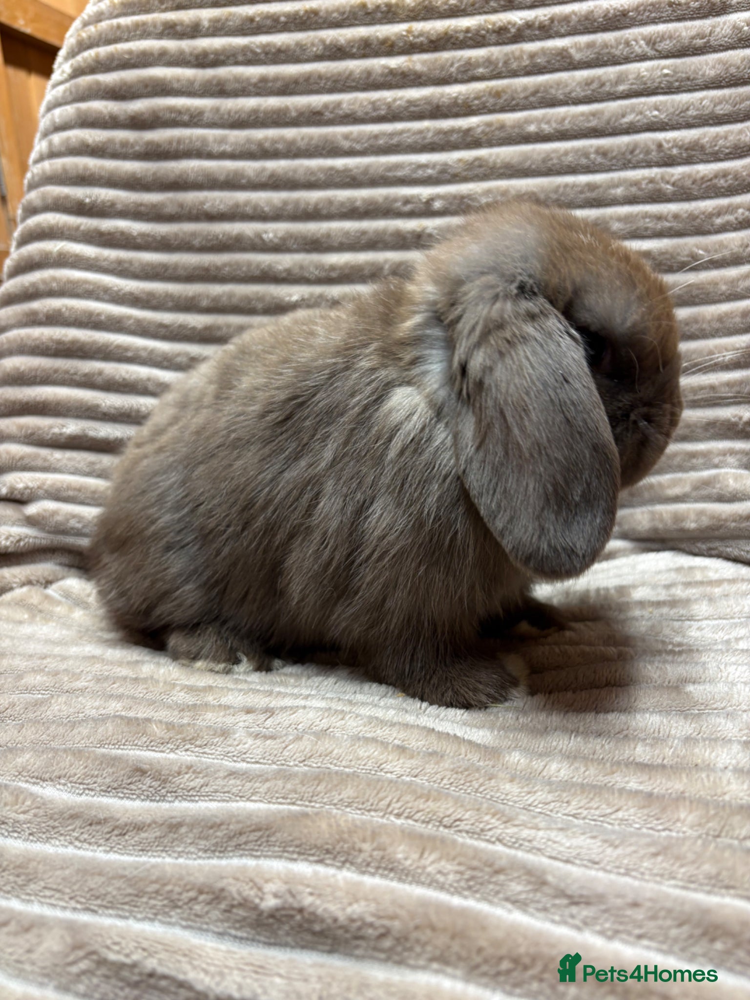 Dwarf Lop rabbits Pure bred dwarf lops *VACCINATED*  - Advert 2