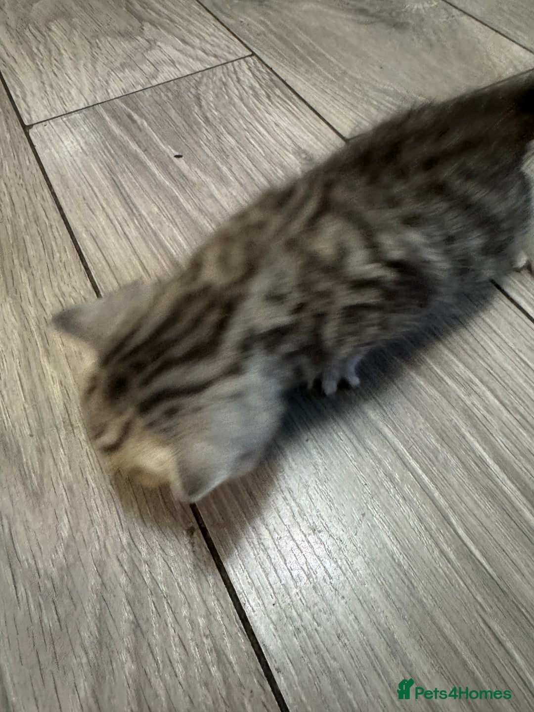 British Shorthair cats for sale: Two kittens for sale  - Advert 5