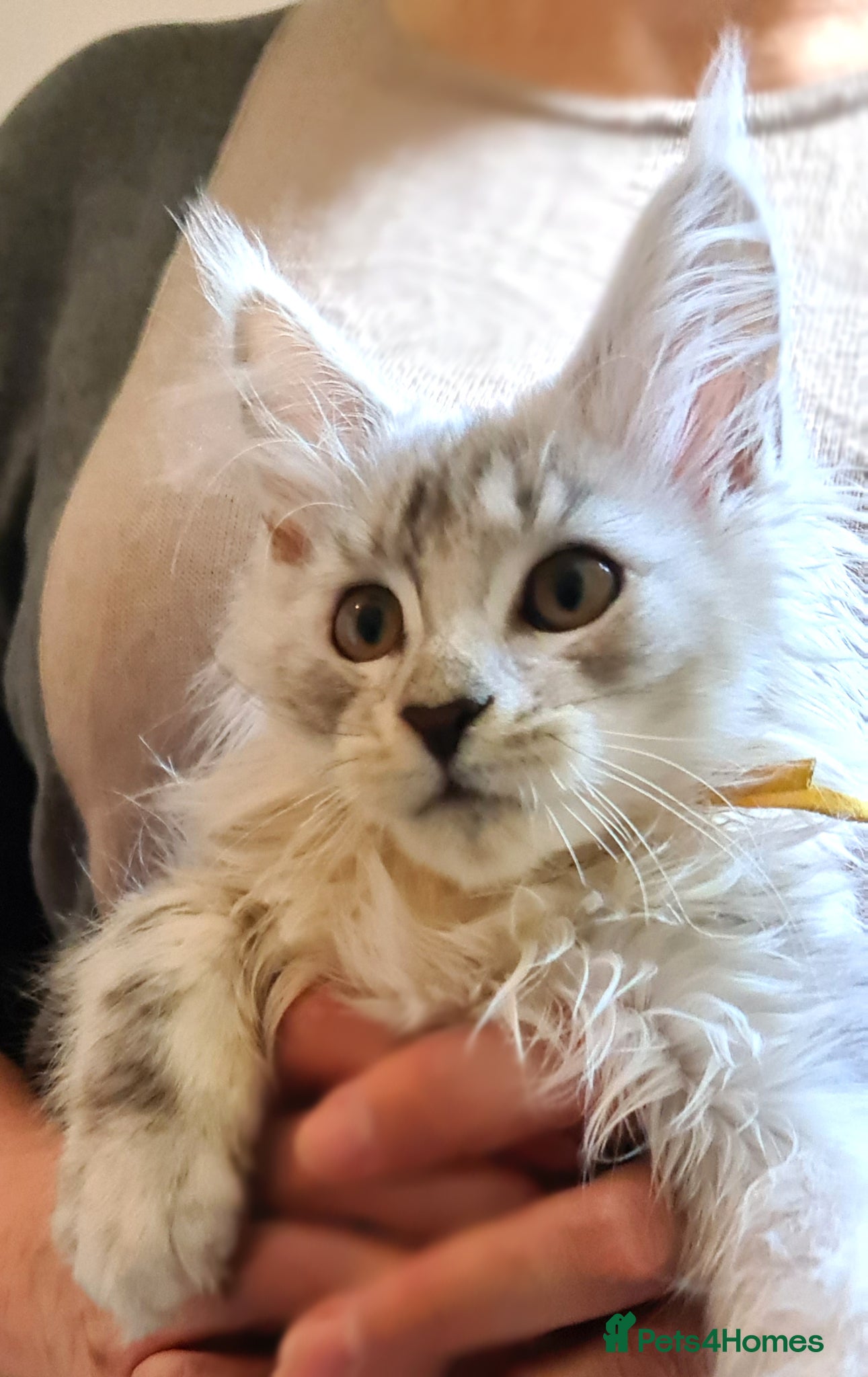 Maine Coon cats ❤️ 𝑬𝒙𝒄𝒆𝒑𝒕𝒊𝒐𝒏𝒂𝒍 Maine Coon Kittens Ready - Advert 7