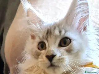 Maine Coon cats ❤️ 𝑬𝒙𝒄𝒆𝒑𝒕𝒊𝒐𝒏𝒂𝒍 Maine Coon Kittens Ready - Advert 7