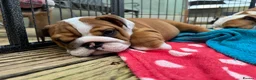 English Bulldog dogs for sale: Beautifully bred English bulldogs  - Advert 19
