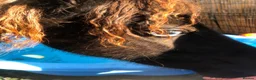 Shetland pony horses for sale: Diamond Shetland  - Advert 7