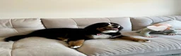 Bernese Mountain Dog dogs for sale: Buzz - Male Bernese Mountain Dog 20 months in Market Harborough - Advert 4