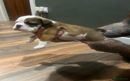 English Bulldog dogs for sale: Puppies  - Image 13