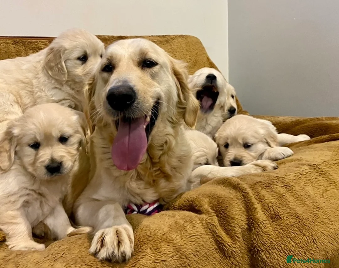 Golden Retriever dogs for sale: Golden Retriever puppies - Advert 2