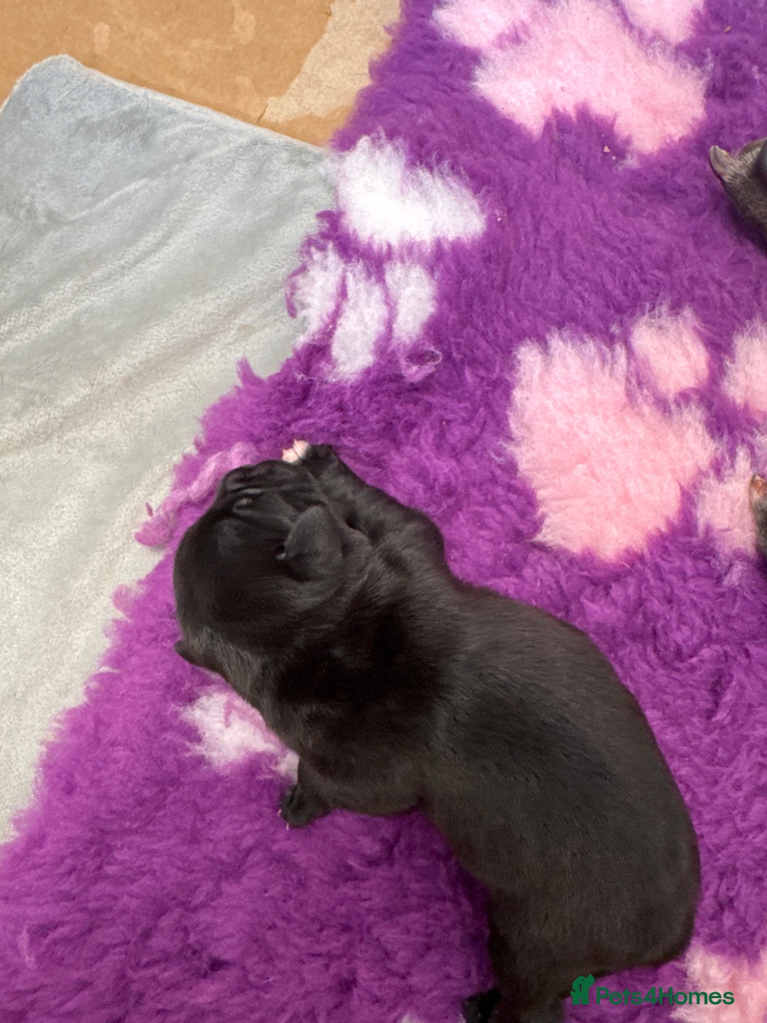 Staffordshire Bull Terrier dogs for sale: Valglo champion cross Bronson line blue/black pups - Image 17