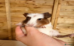 Guinea Pig rodents for sale: 3 baby guinea pigs  - Image 9