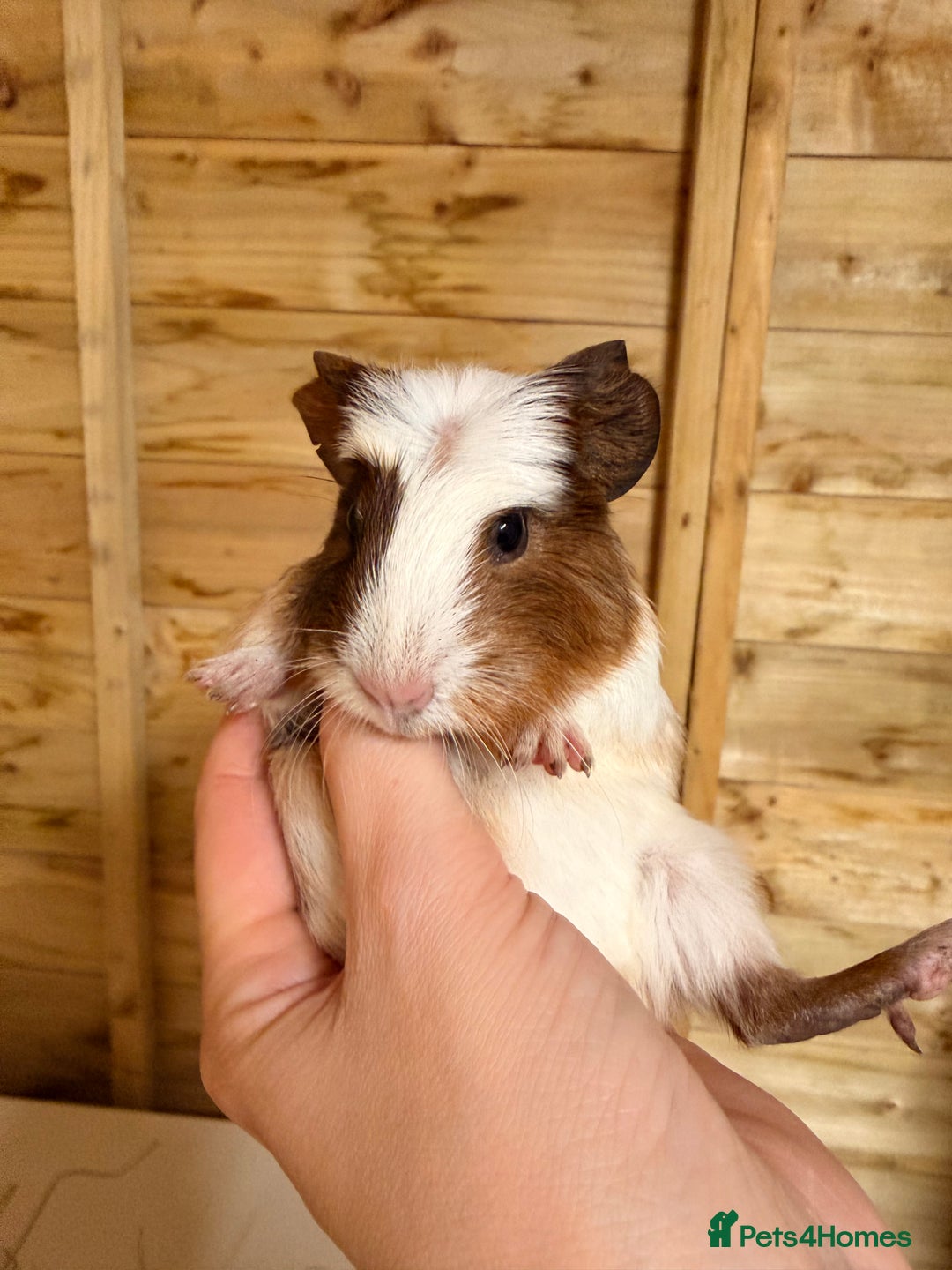 Guinea Pig rodents for sale: 3 baby guinea pigs  - Image 9
