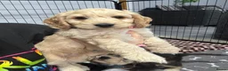 Cockapoo dogs for sale: Only one f1 miniature cockapoo boy left.😍 - Advert 10