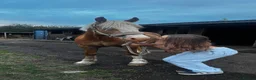 Palomino horses for sale: Finn 15,1 Welsh section D  - Advert 3