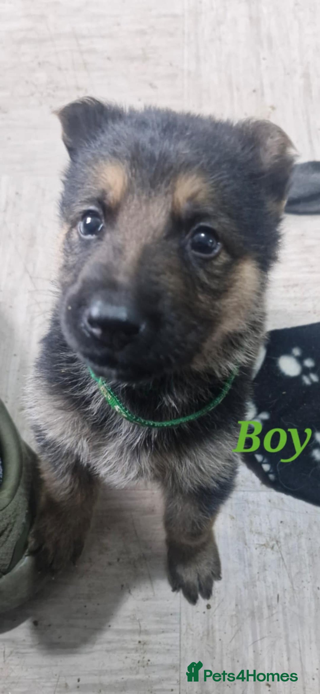 German Shepherd dogs for sale: KC registered German Shepherd puppies  - Image 9