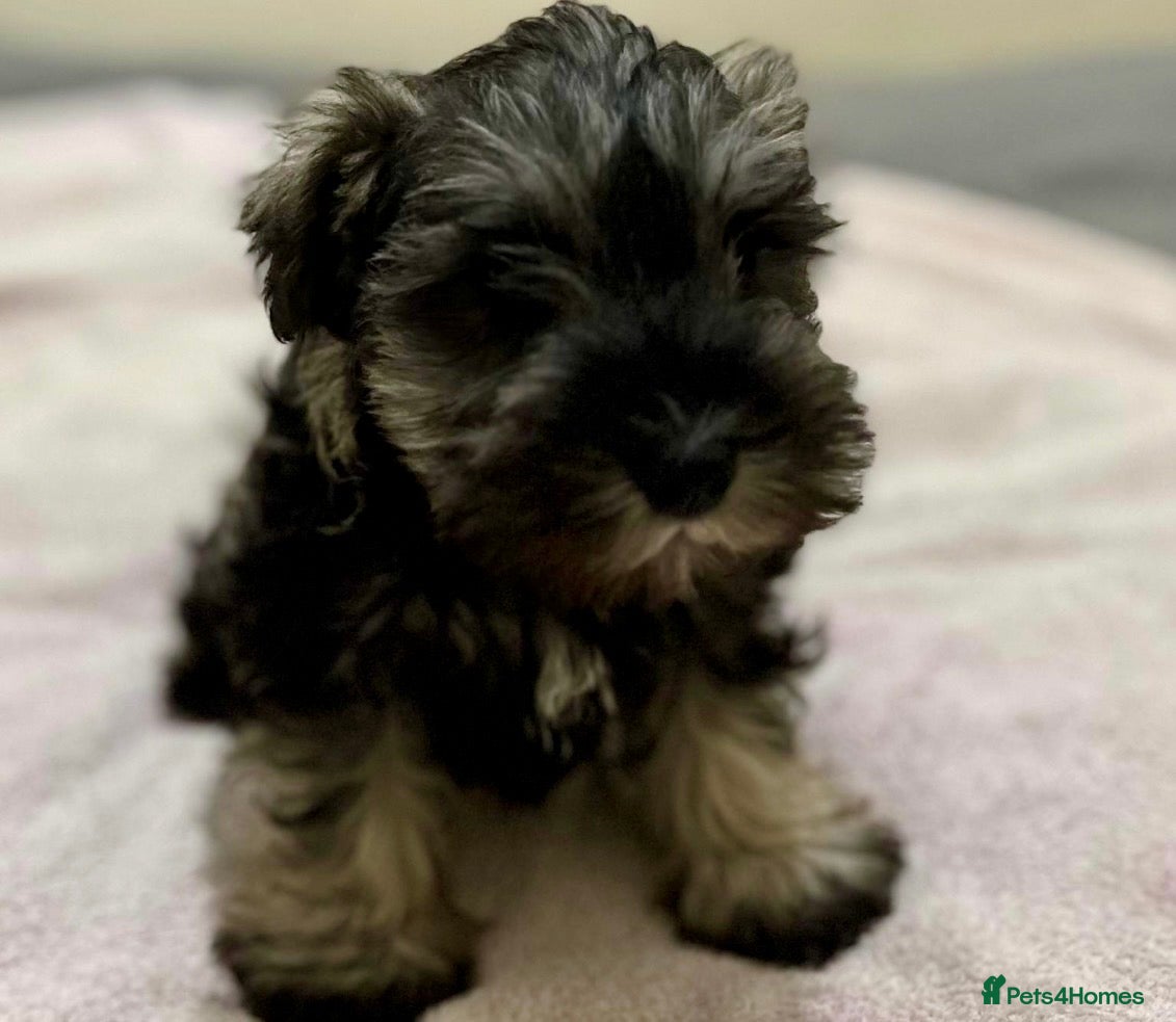 Miniature Schnauzer dogs READY NOW Pepper salt boy miniature schnauzer pups - Advert 1
