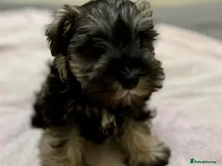 Miniature Schnauzer dogs READY NOW Pepper salt boy miniature schnauzer pups - Advert 7