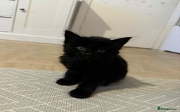 Maine Coon cats for sale: Main Coon X Russian Blue - Image 3