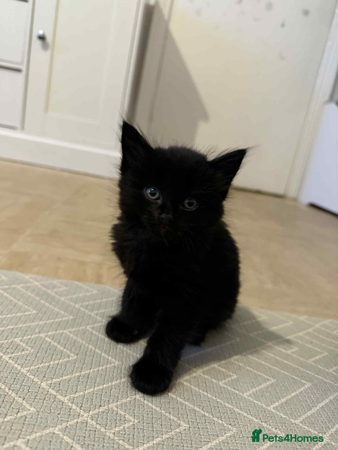 Maine Coon cats for sale: Main Coon X Russian Blue - Image 3
