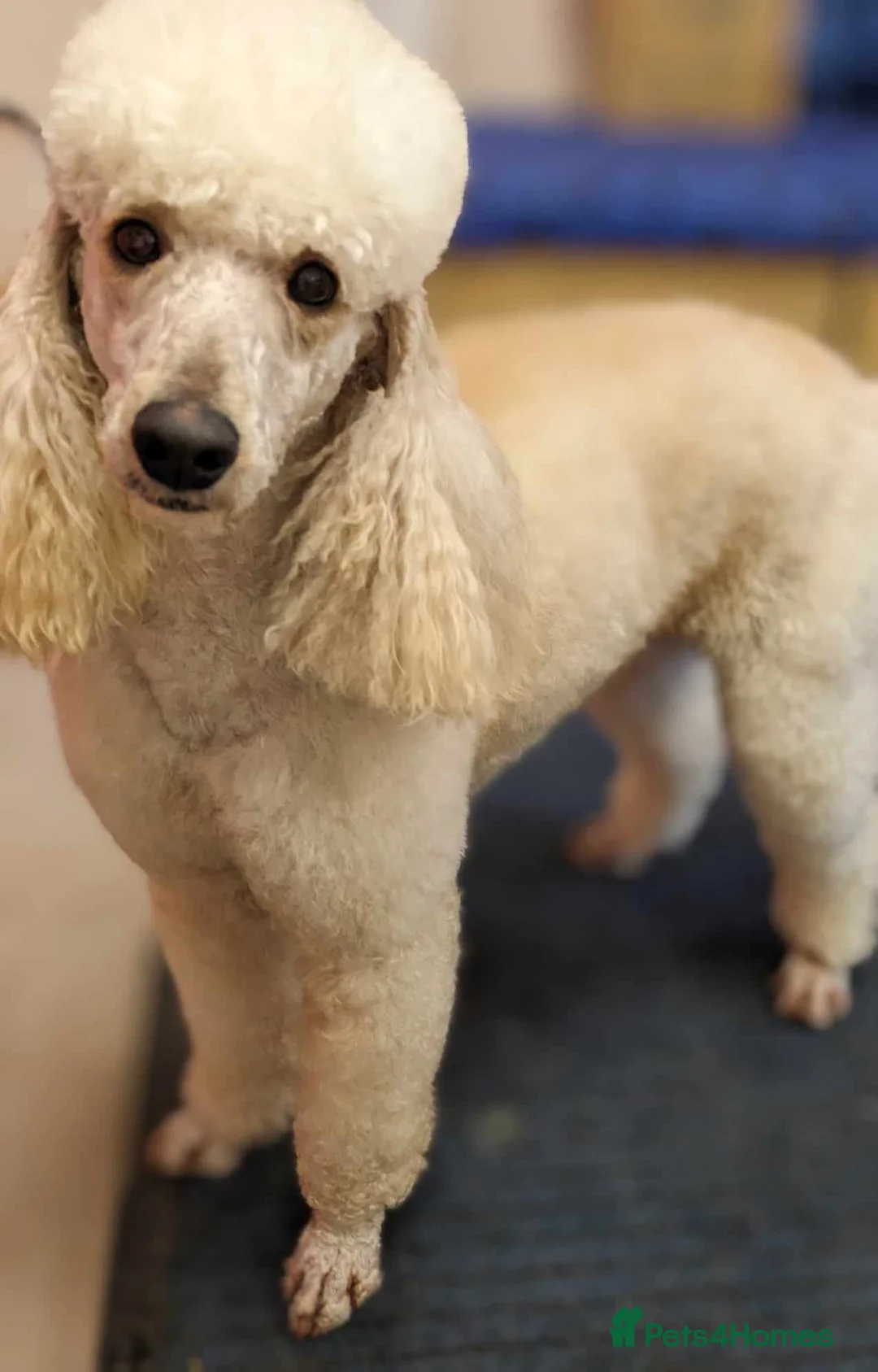 Poodle dogs for stud: Moyen poodle Stud in Pontypool - Advert 1