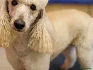 Poodle dogs Moyen poodle Stud in Pontypool - Advert 5