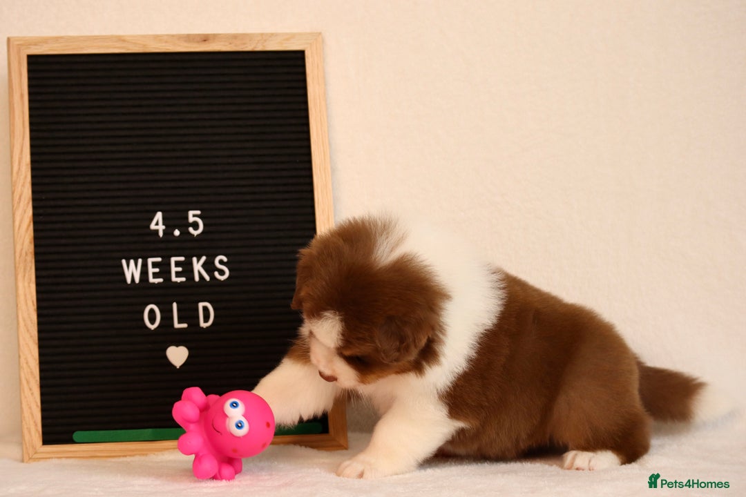 Australian Shepherd dogs for sale: KC Australian Shepherd Puppies  - Image 13