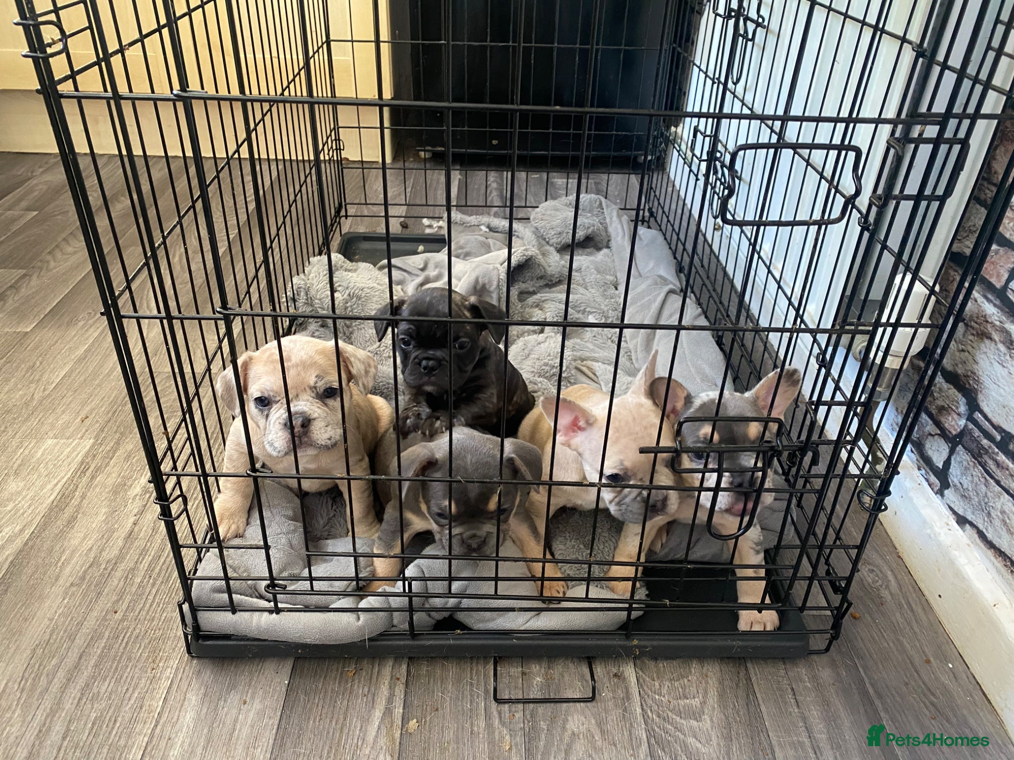 French Bulldog dogs Frenchies for sale  - Advert 15