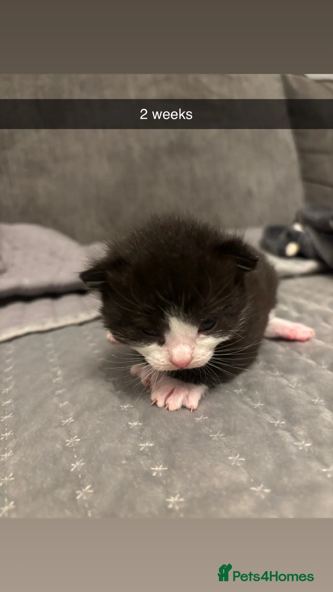 Domestic Shorthair cats for sale: 4 baby kittens  - Advert 8