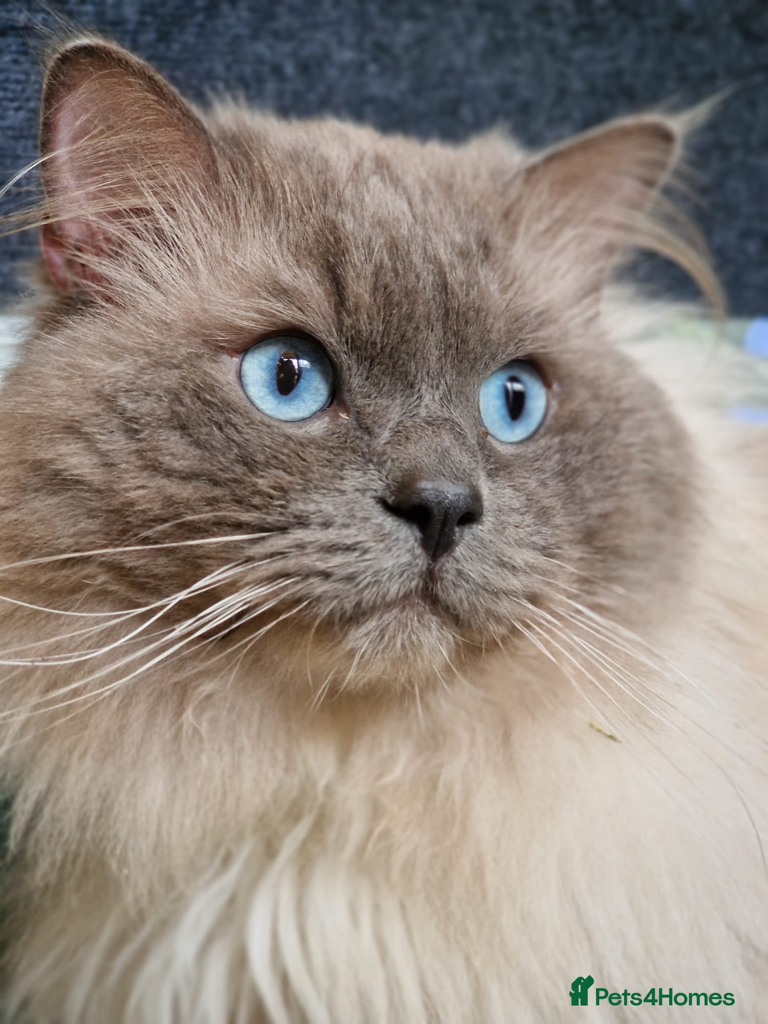 Ragdoll cats Amazingly Forward Chunky Confident Ragdoll Babies  - Advert 11