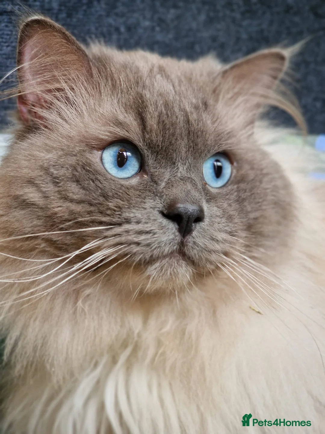 Ragdoll cats for sale: Amazingly Forward Chunky Confident Ragdoll Babies  in Bexhill-on-Sea - Advert 1